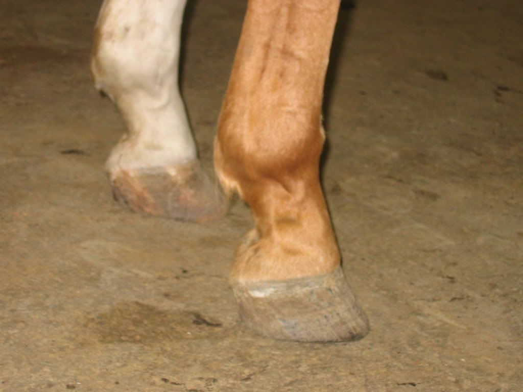 Hoof Foot