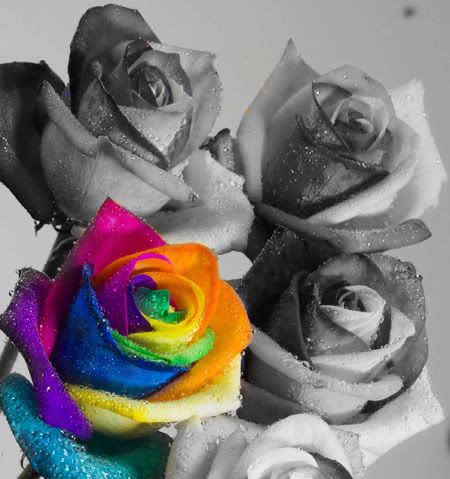 RosesColourSplashEditjpg Colour Splash Roses