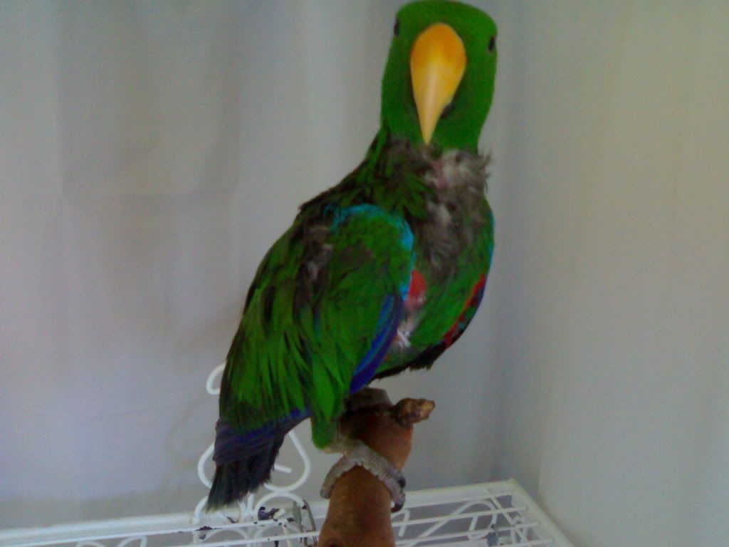 http://i969.photobucket.com/albums/ae172/earnestster/Eric_the_ecclectic_parrot_says.jpg