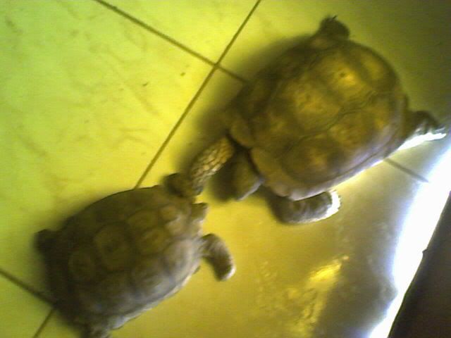 reptiles reptiles