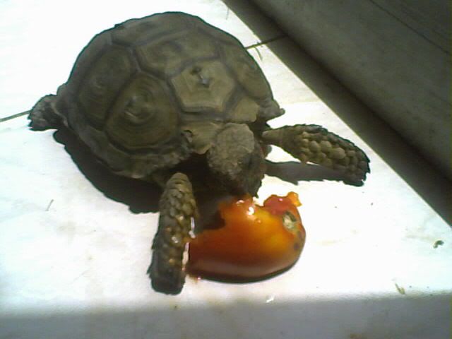 Imagenes de tortugas Imagenes de tortugas