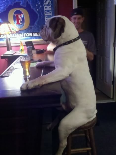 dog sits at bar