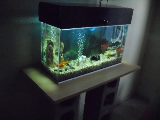 Elgoldfish.com • ver tema mi nueva mesa casera para el acuario