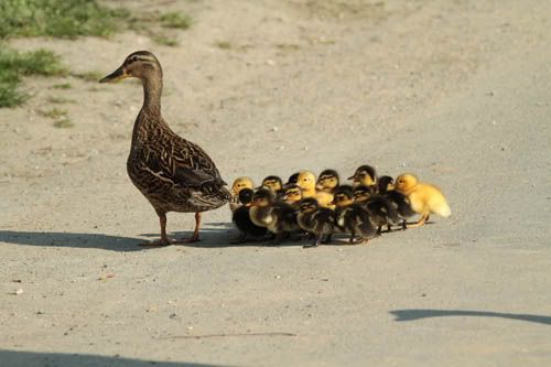 Mother duck with 17 ducklings Pictures, Images and Photos