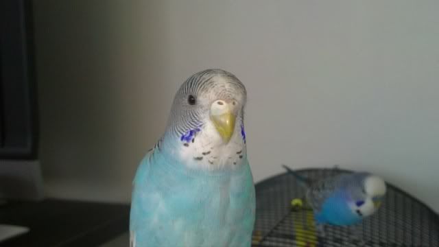 IMG_0412.jpg?t=1277451706