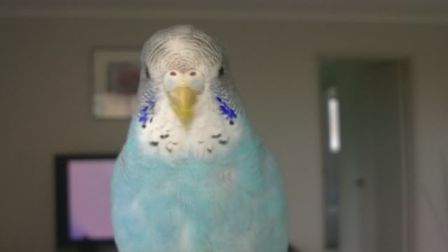 IMG_0413.jpg?t=1277451706