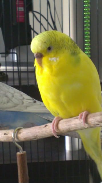 IMG_0859.jpg?t=1285237511