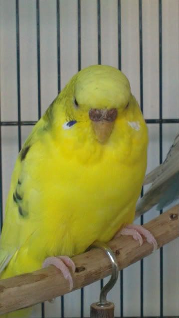 IMG_0860.jpg?t=1285237511