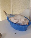 th_100_3357.jpg?t=1275820839