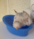 th_100_3361.jpg?t=1275820839