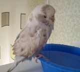 th_100_3368.jpg?t=1275820839