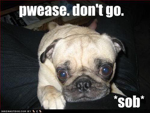 [Image: funny-dog-pictures-pug-begs-dont-go.jpg]