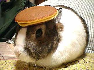  photo RabbitwithPancakeonHead.jpg