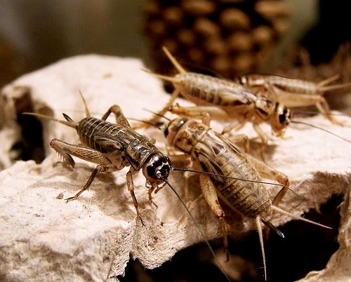 newly hatched crickets