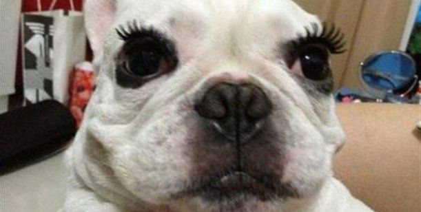 Pestañas para mascotas Pestañas para mascotas